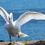 Évolution des principales espèces du peuplement piscicole du Léman