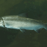 Les poissons d&rsquo;eau douce et leur lien avec l&rsquo;écosystème du Léman